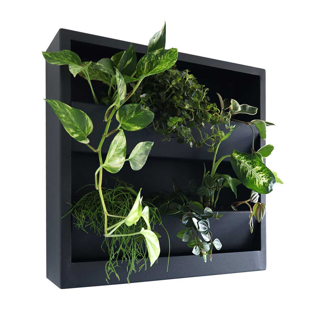 Verde verticale per interni, 50x50 - Dino Giardino